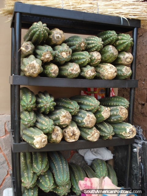 A rack of cut San Pedro cactus. (480x640px). Peru, South America.