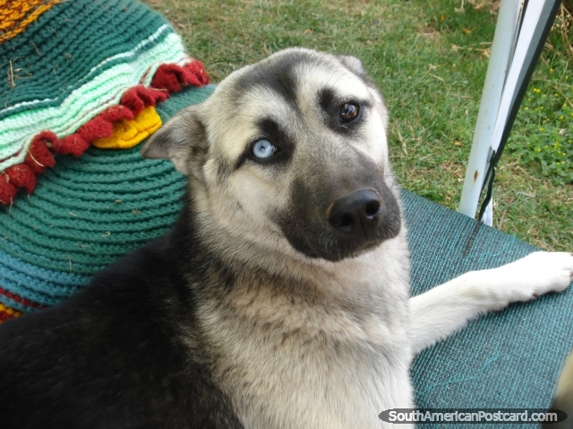 Un perro de aspecto misterioso con 1 ojo marrn y 1 ojo blanco, Cusco. (640x480px). Per, Sudamerica.