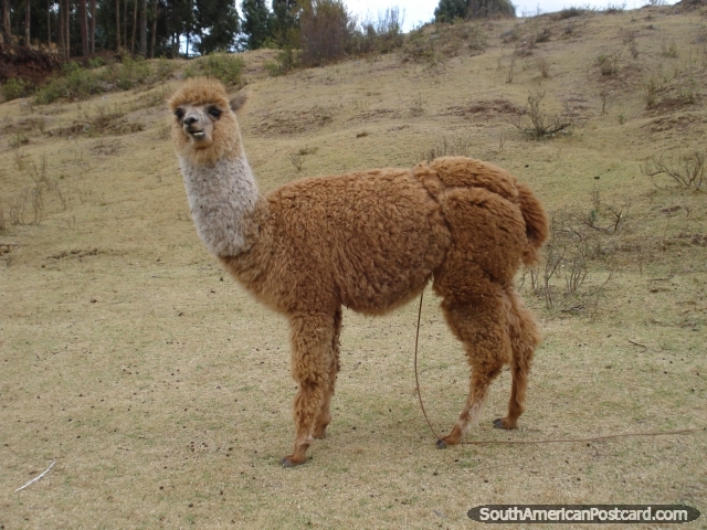 Brown alpaca in Cusco hills. (640x480px). Peru, South America.