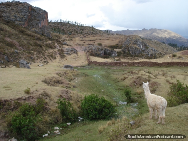 Una alpaca revisa un valle alto en las colinas de Cusco. (640x480px). Per, Sudamerica.
