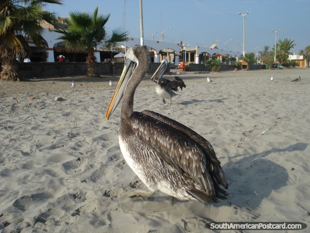 Pelicano de praia de Pisco. (640x480px). Peru, Amrica do Sul.