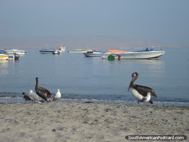 Barcos y birdlife en playa de Pisco. (640x480px). Per, Sudamerica.