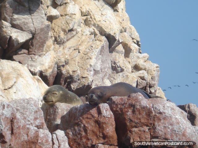 A pair of seals sleep, Islas Ballestas. (640x480px). Peru, South America.