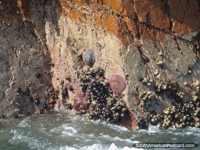 Rotim anexado as rochas no Ilhas Ballestas em Pisco. (640x480px). Peru, Amrica do Sul.