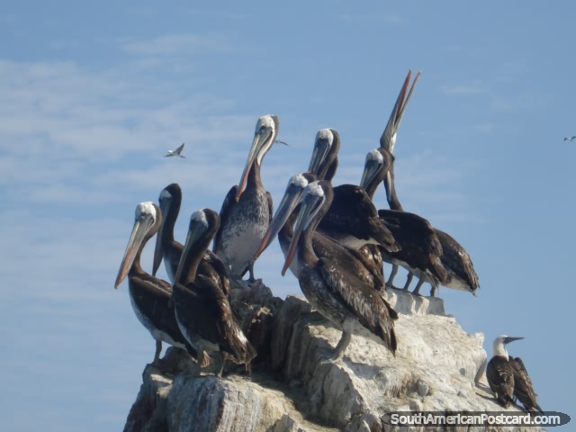 Um grupo de pelicanos em Ilhas Ballestas em Pisco. (640x480px). Peru, Amrica do Sul.
