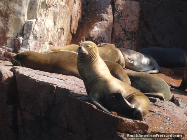 A group of seals sunbathing on rocks at Islas Ballestas in Pisco. (640x480px). Peru, South America.