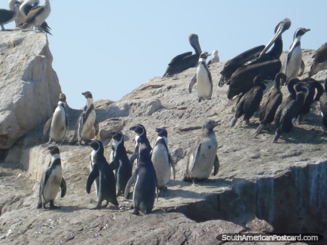 Un grupo de Pinguinos de Humboldt Humboldt Penguins en Islas Ballestas en Pisco. (640x480px). Per, Sudamerica.