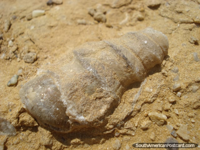 A fossil in the desert of Paracas National Park in Pisco. (640x480px). Peru, South America.