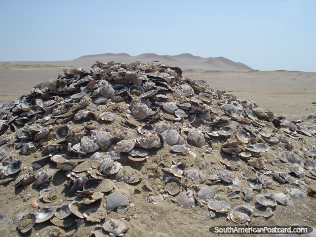 Enorme pilha de conchas no Parque nacional do deserto de Paracas em Pisco. (640x480px). Peru, Amrica do Sul.