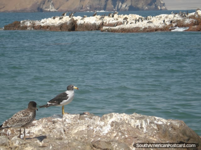 Las rocas en Islas Ballestas son cubiertas en la popa de la ave blanca. (640x480px). Per, Sudamerica.