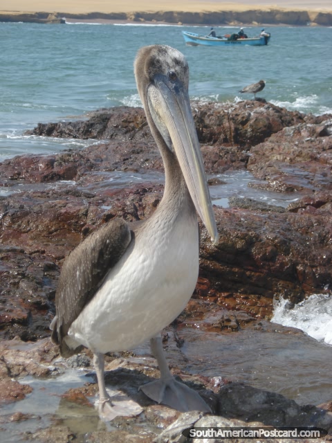 Ilhas Ballestas Pelicano, pelicano peruano de Alcatraz.
 (480x640px). Peru, América do Sul.