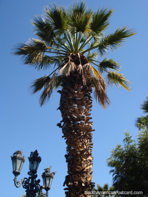 Palm trees in Arequipa. (480x640px). Peru, South America.