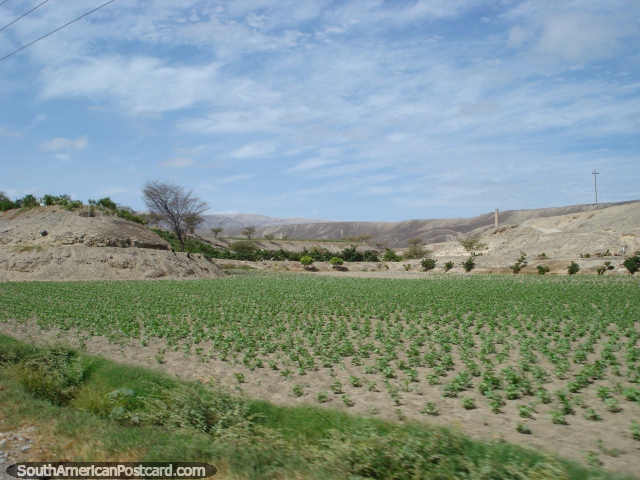 Crop field and terrain coming into Palpa between Nazca and Ica. (640x480px). Peru, South America.
