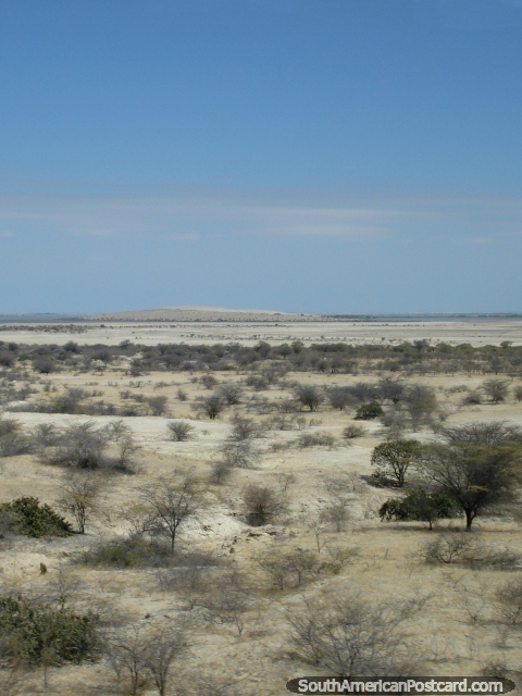 Arbustos e terreno deserto no deserto do norte ao sul de Piura. (480x640px). Peru, América do Sul.
