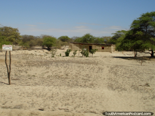 A casa na areia rodeia-se de árvores verdes no deserto do norte ao sul de Piura. (640x480px). Peru, América do Sul.