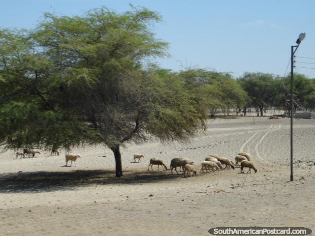 Las ovejas tratan de encontrar la hierba comiendo en la arena del desierto del norte. (640x480px). Perú, Sudamerica.