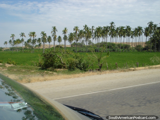 Ao norte de sullana, uma linha densa de palmeiras perto do caminho. (640x480px). Peru, América do Sul.