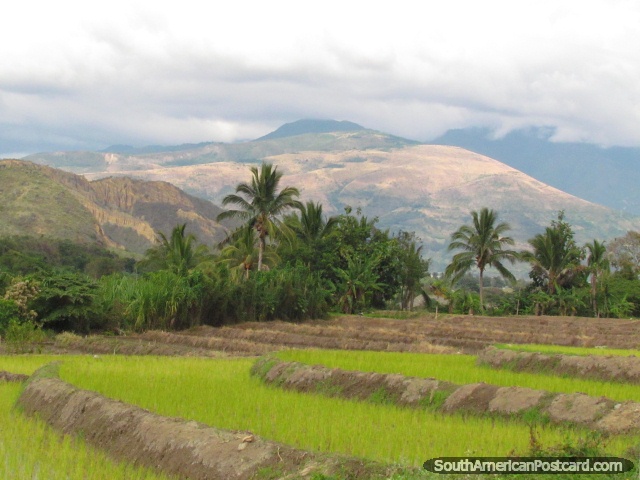 Red mountain, palm trees and rice paddies north of Jaen. (640x480px). Peru, South America.
