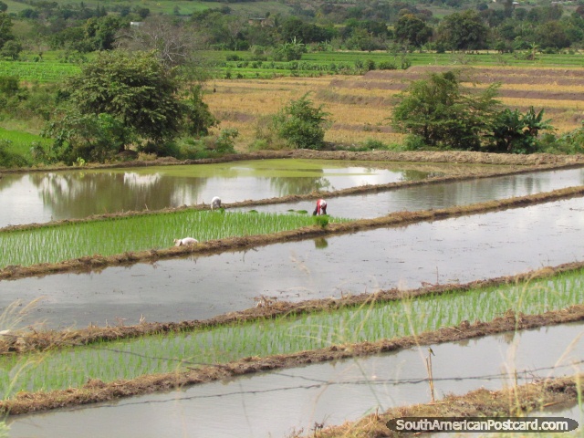 O homem trabalha nos campos de arroz molhados em Jaén. (640x480px). Peru, América do Sul.