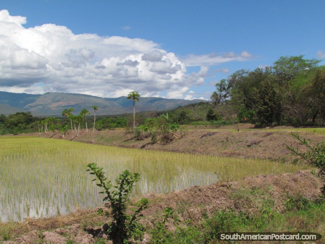 La belleza de arroz paddies cerca de Bagua Grande que viene de Jan. (640x480px). Per, Sudamerica.