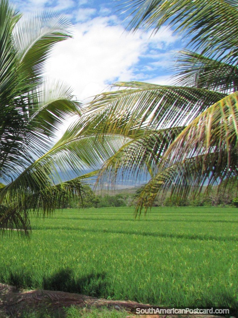 Folhas de palmeira e campos de arroz, beleza verde em volta de Bagua Grande. (480x640px). Peru, América do Sul.