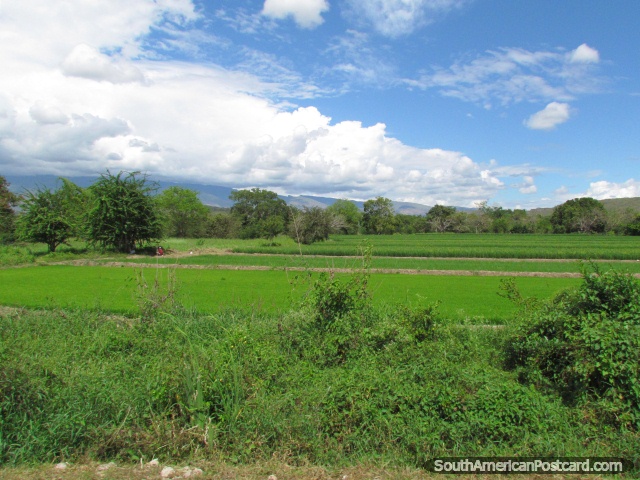 Jaén e Bagua Grande são áreas de crescimento de arroz importantes no Peru. (640x480px). Peru, América do Sul.