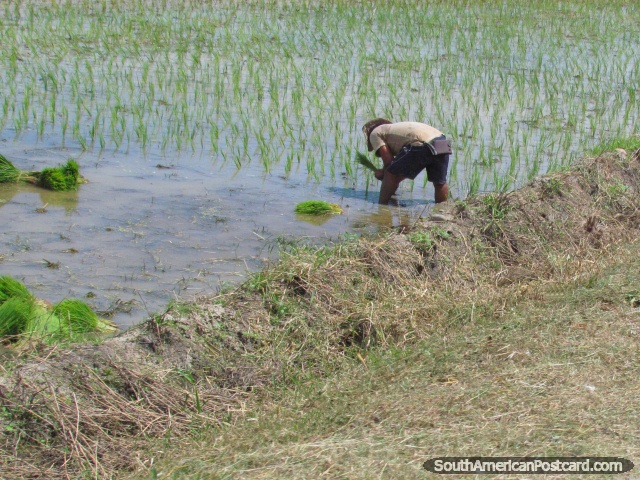 Person picking rice from a paddy near Bagua Grande. (640x480px). Peru, South America.