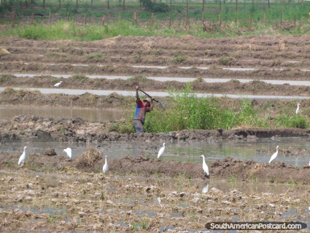 Muchos tallos blancos andan en un arrozal cerca de Bagua Grande. (640x480px). Per, Sudamerica.