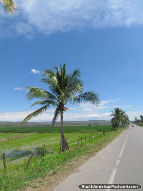 As palmeiras e os arrozais alinham o oeste de caminho em Bagua Grande. (480x640px). Peru, América do Sul.