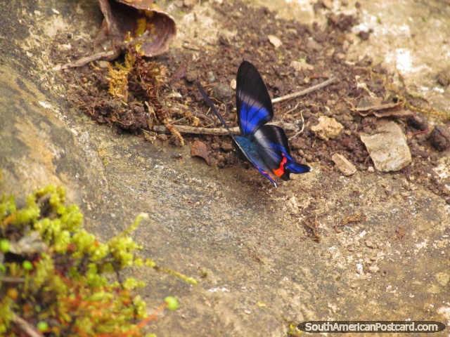 Mariposa azul y roja en Cadas de Gocta cerca de Chachapoyas. (640x480px). Per, Sudamerica.