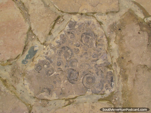 Fossils embedded in stone at Kuelap fortress, Chachapoyas. (640x480px). Peru, South America.