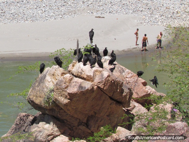 Los buitres se juntan en rocas encima de 3 tipos que nadan en el río, Leymebamba a Celendin. (640x480px). Perú, Sudamerica.