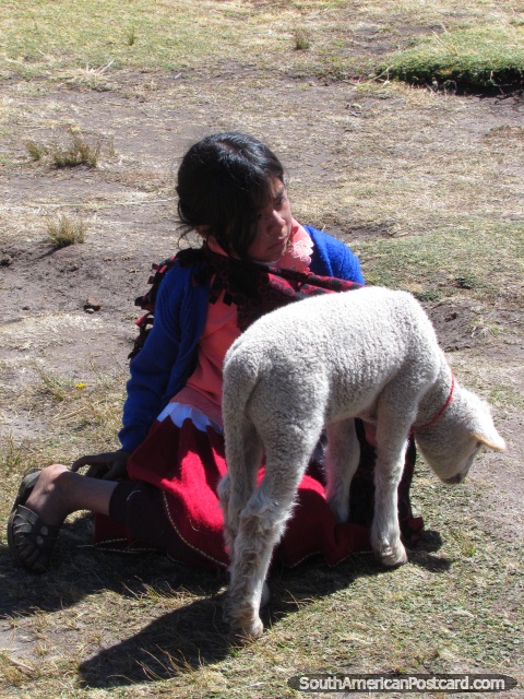 Menina de camponês local com cordeiro em Cumbemayo, Cajamarca. (480x640px). Peru, América do Sul.