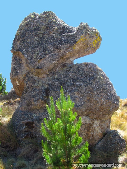 Seahorse shaped rock formation at Cumbemayo in Cajamarca. (480x640px). Peru, South America.