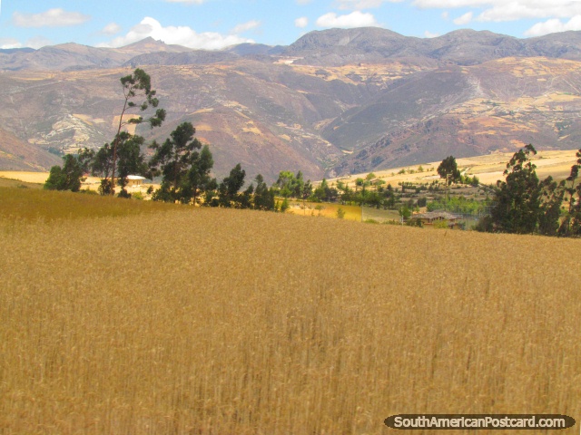 Campos de trigo y colinas cerca de San Marcos entre Cajamarca y Cajabamba. (640x480px). Per, Sudamerica.