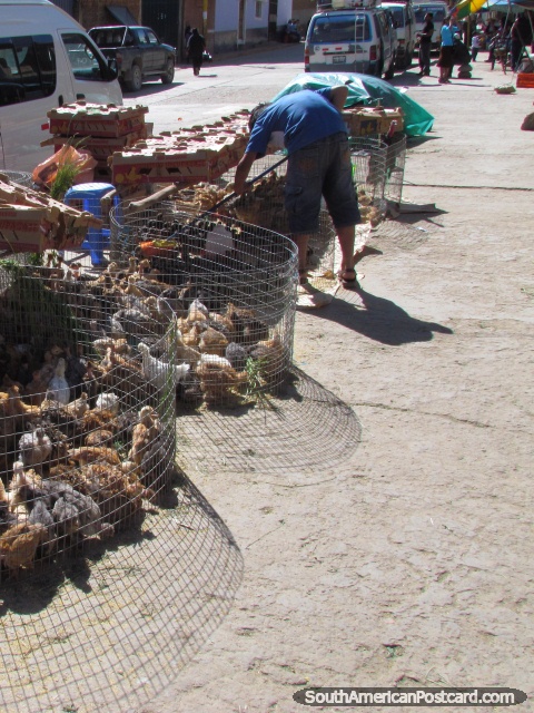 Pollos para venta en la esquina de la calle en Cajabamba. (480x640px). Per, Sudamerica.