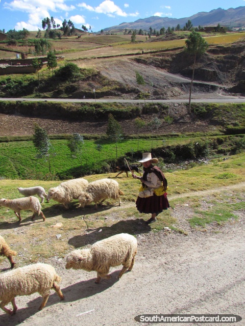 Peasant woman and her sheep between Cajabamba and Huamachuco. (480x640px). Peru, South America.