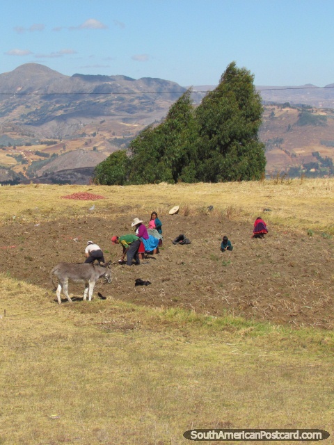 Family in a crop field in the mountains  between Cajabamba and Huamachuco. (480x640px). Peru, South America.