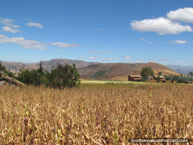 Crop fields scene between Cajabamba and Huamachuco. (640x480px). Peru, South America.