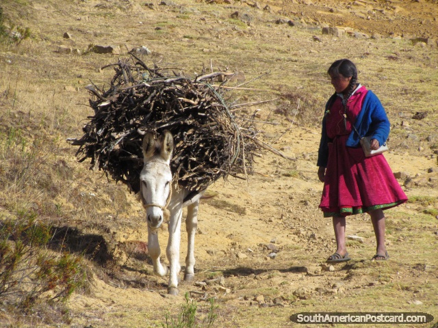 Indigenous woman and donkey with firewood at Marcahuamachuco. (640x480px). Peru, South America.