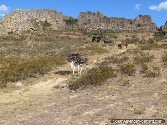 O burro transporta a lenha abaixo colina em ruïnas de Marcahuamachuco. (640x480px). Peru, América do Sul.