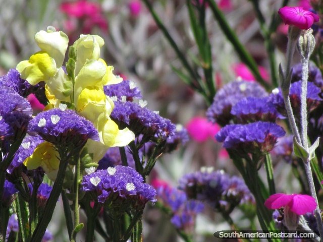 Purple, yellow and pink flowers in Huamachuco plaza. (640x480px). Peru, South America.