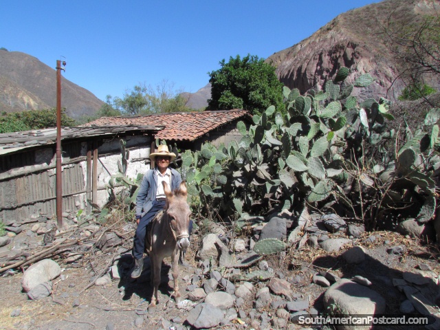 Hombre en un burro delante de cactus entre Mollepata y Pallasca. (640x480px). Per, Sudamerica.