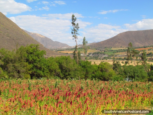 Flores vermelho-vivas e uma visão do terreno perto de Caraz. (640x480px). Peru, América do Sul.