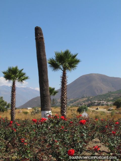 Jardines de la rosa roja hermosos y palmeras en Campo Santo, Yungay. (480x640px). Perú, Sudamerica.