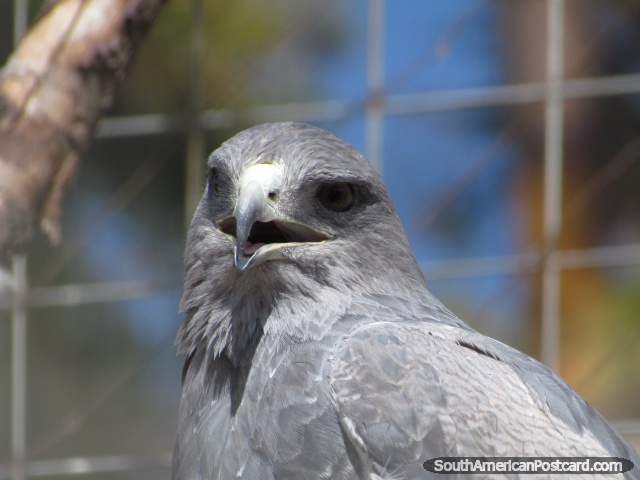 Un águila gris en el Zooilógico Huancayo. (640x480px). Perú, Sudamerica.