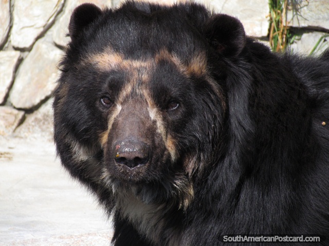 Vista de perto do urso em Jardim zoológico Huancayo. (640x480px). Peru, América do Sul.