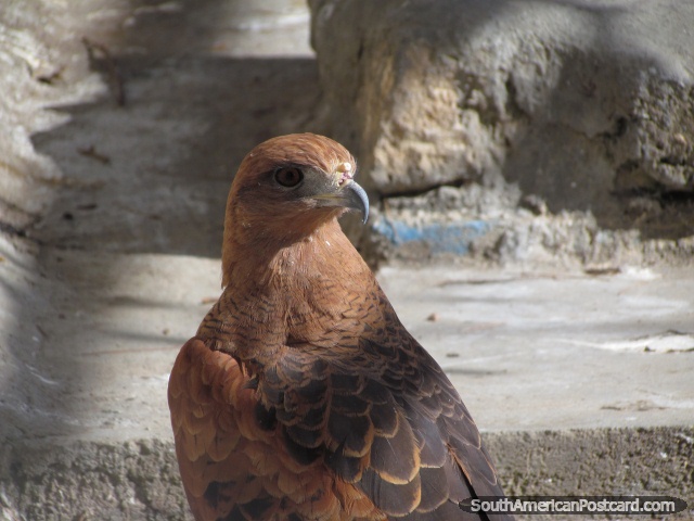 El marrón emplumó el halcón en el Zooilógico Huancayo. (640x480px). Perú, Sudamerica.