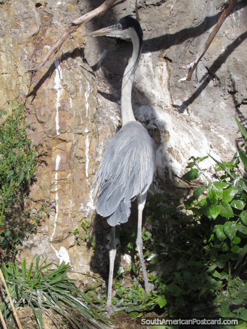 Talo cinza e branco em Jardim zoológico Huancayo. (480x640px). Peru, América do Sul.