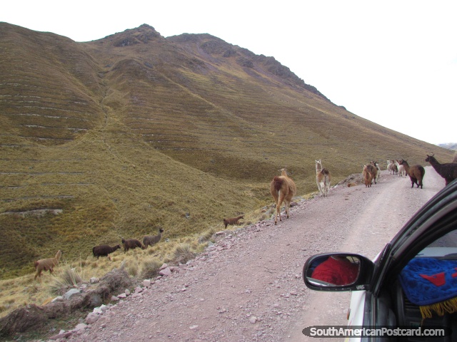 Una manada de llamas en el camino a Huaytapallana cerca de Hauncayo. (640x480px). Perú, Sudamerica.